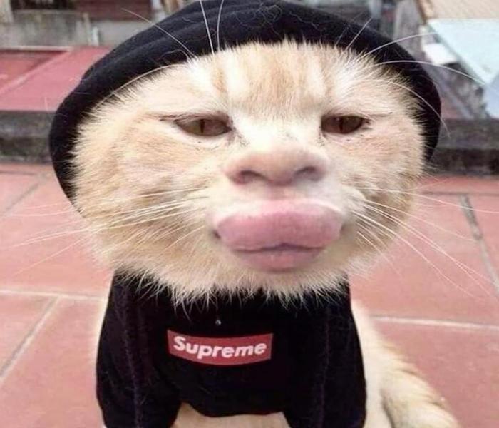 Ảnh avatar mèo meme hài hước bựa