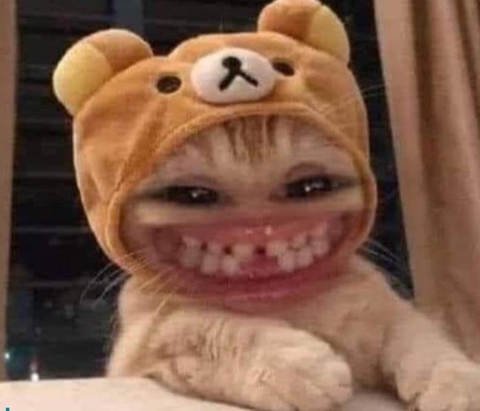 Ảnh avatar mèo meme hài hước bựa
