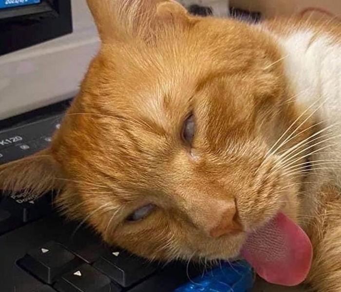 Ảnh avatar mèo meme hài hước bựa