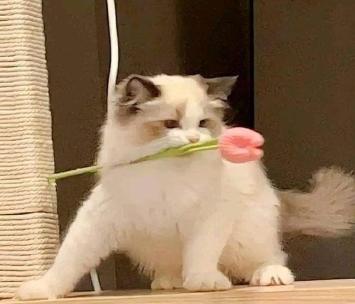 Ảnh đại diện mèo meme tặng hoa