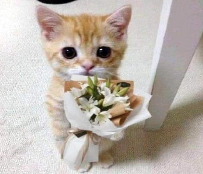 Ảnh đại diện mèo meme tặng hoa
