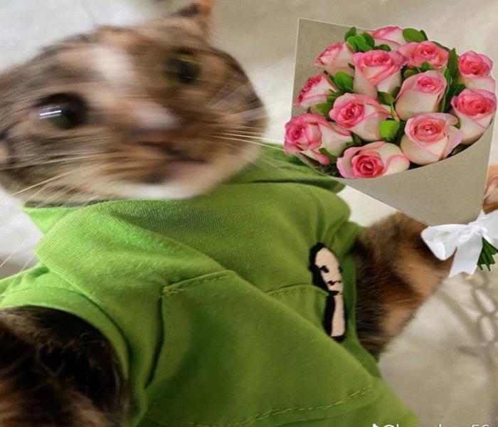 Ảnh đại diện mèo meme tặng hoa