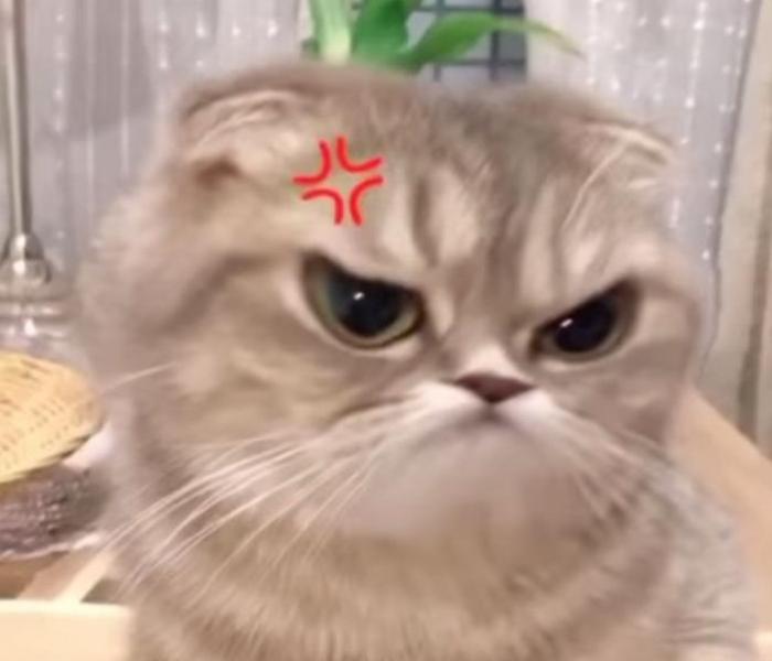 Hình ảnh avatar con mèo meme cute 