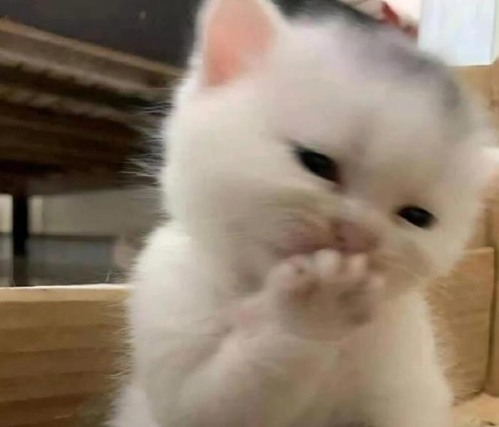 Hình ảnh avatar con mèo meme cute 