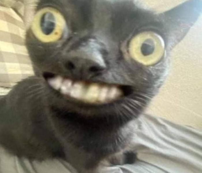Ảnh mèo meme cười avatar hài hước