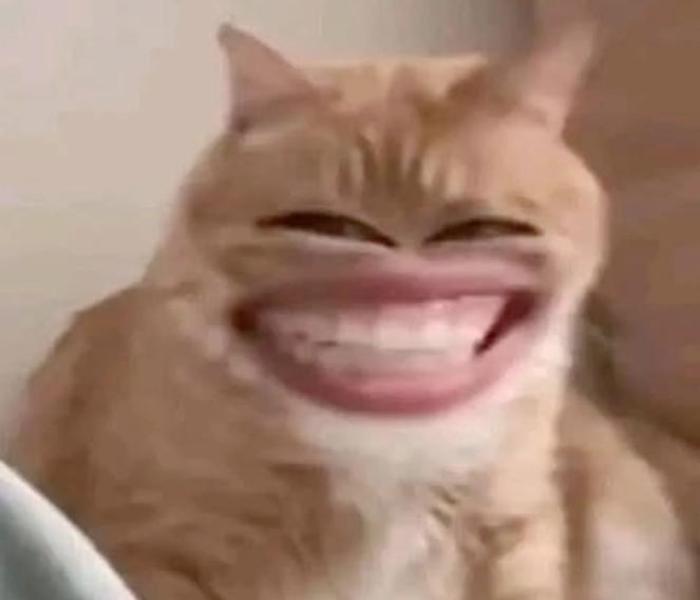 Ảnh mèo meme cười avatar hài hước