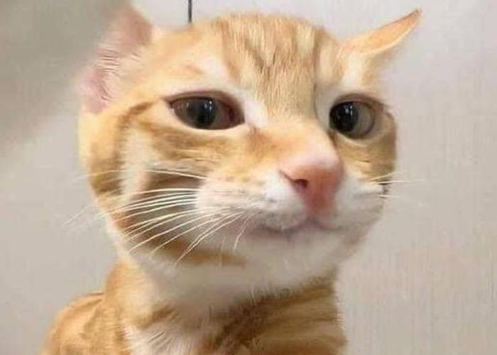 Hình ảnh avatar con mèo meme cute 