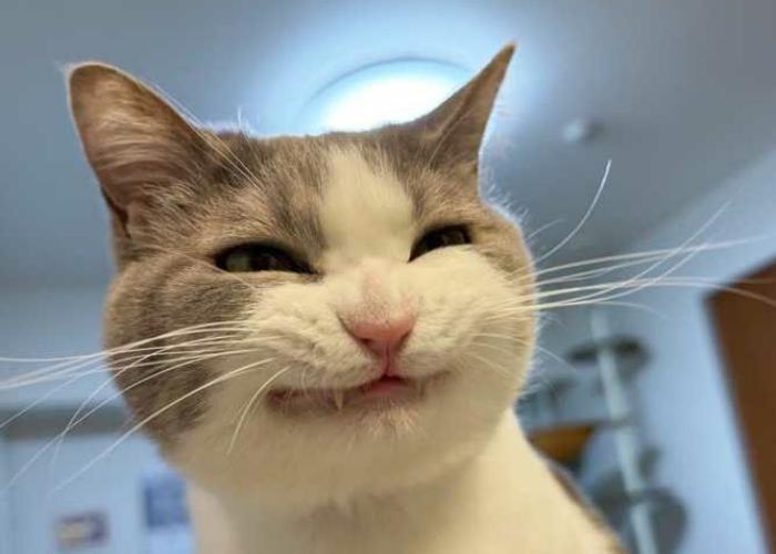 Ảnh mèo meme cười avatar hài hước