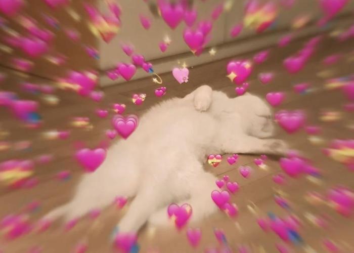 Hình ảnh avatar con mèo meme cute 