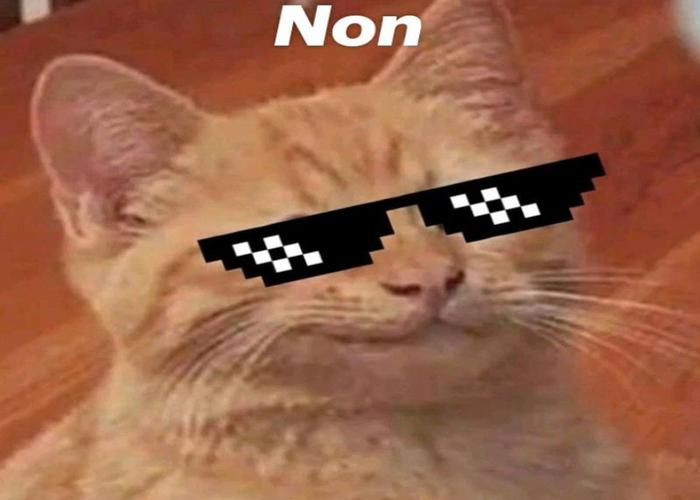 Mèo đeo kính làm avatar đáng yêu