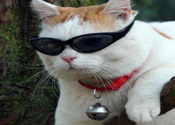 Mèo đeo kính làm avatar đáng yêu
