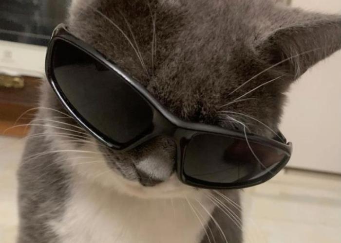 Mèo đeo kính làm avatar đáng yêu