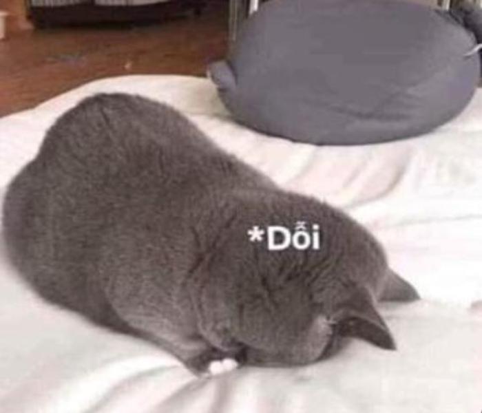 Ảnh đại diện con mèo dỗi