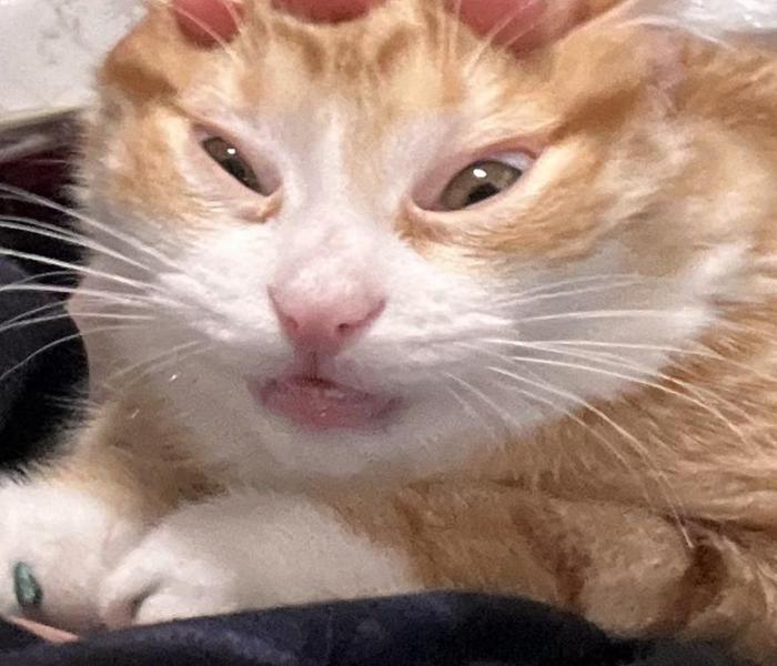 Ảnh avatar mèo meme hài hước bựa