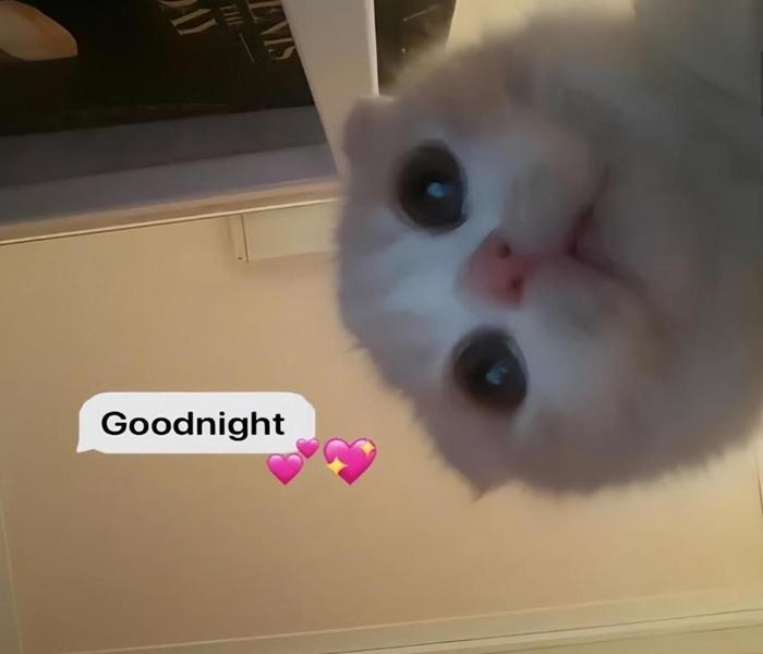 Hình ảnh avatar con mèo meme cute 