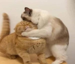Ảnh avatar đôi mèo đánh nhau