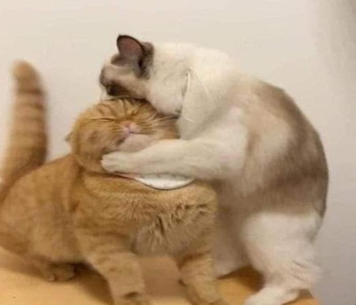 +888 Hình Avatar Mèo Đôi Cute, Avt Đôi Mèo Vô Tri, Mèo Đánh Nhau