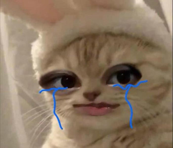 Ảnh đại diện mèo khóc meme