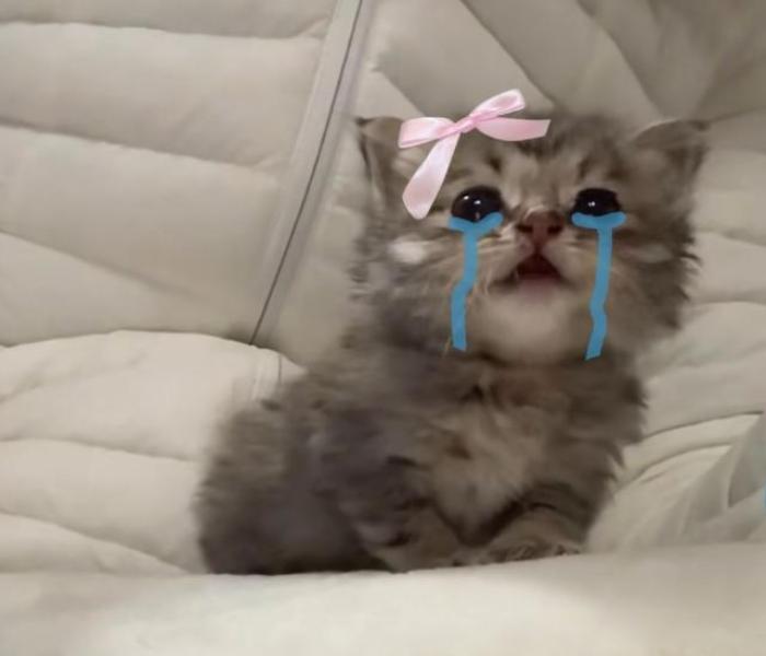 Ảnh đại diện mèo khóc meme