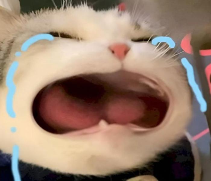 Ảnh đại diện mèo khóc meme