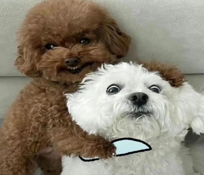 Ảnh đại diện meme chó hài hước