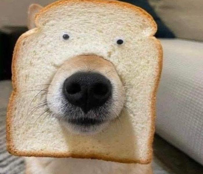 Ảnh đại diện meme chó hài hước