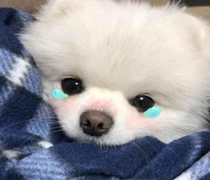 Ảnh đại diện meme chó hài hước