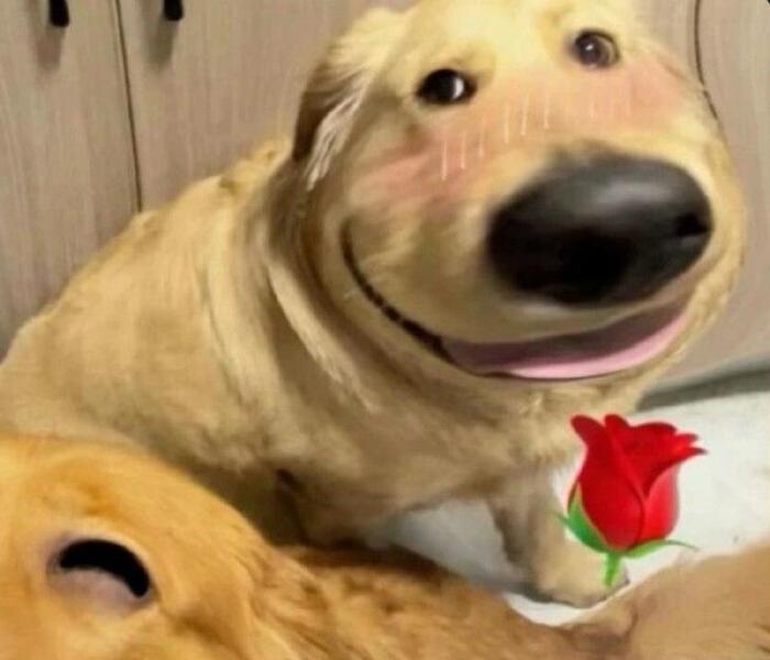 Ảnh đại diện meme chó hài hước