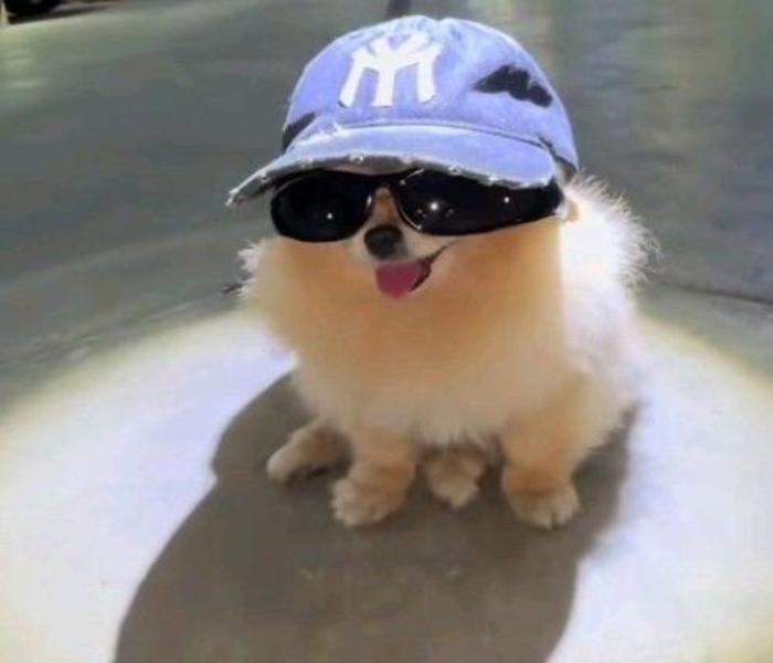 Ảnh đại diện chó ngầu cute