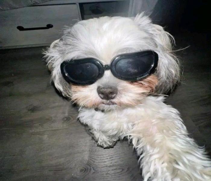 Ảnh đại diện chó ngầu cute