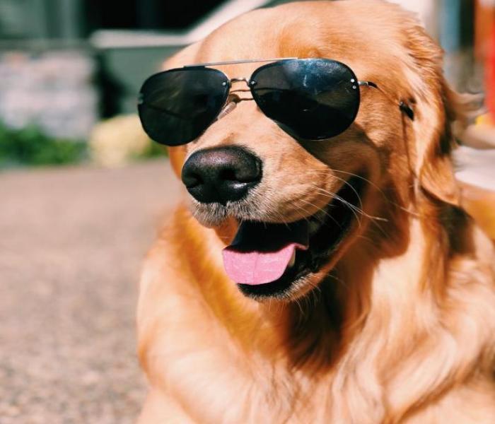 Ảnh đại diện chó ngầu cute