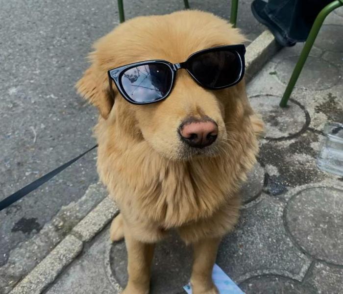 Ảnh đại diện chó ngầu cute