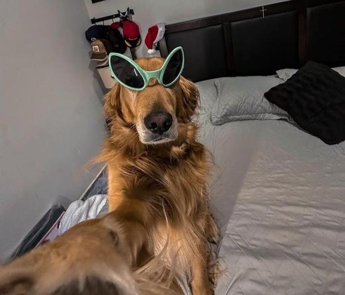 Ảnh đại diện chó ngầu cute