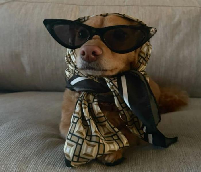 Ảnh đại diện chó ngầu cute