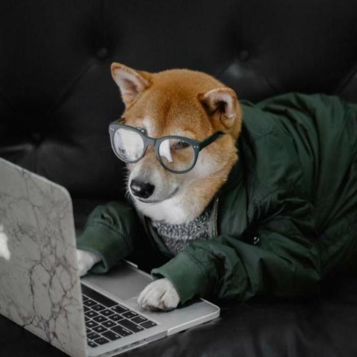 Avatar chó Shiba ngầu