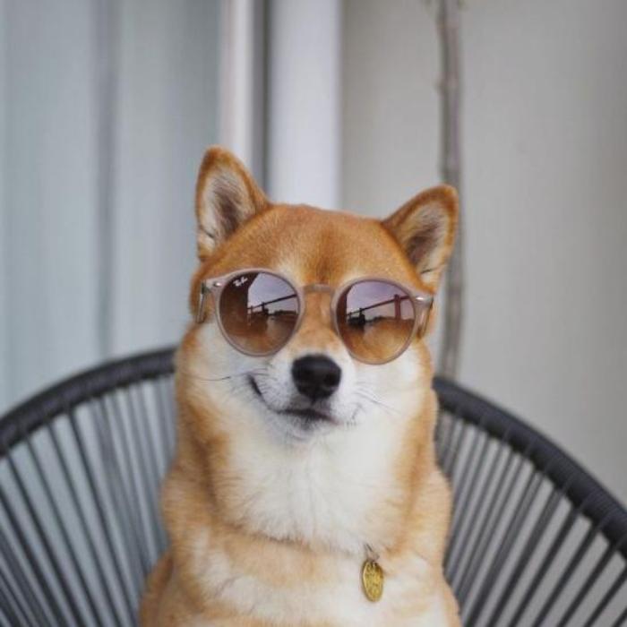 Avatar chó Shiba ngầu