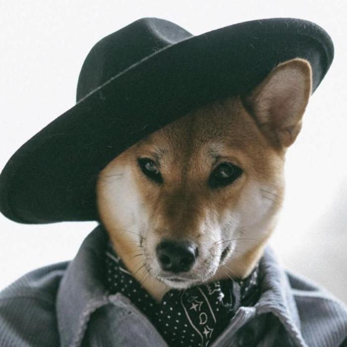 Avatar chó Shiba ngầu