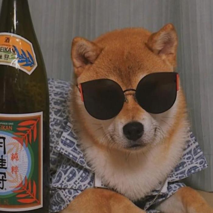 Avatar chó Shiba ngầu