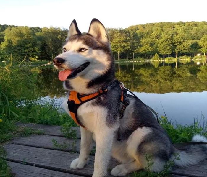 Ảnh đại diện chó cún cute